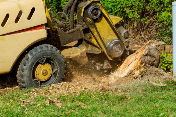 Leaf Removal in Hunters Creek, FL