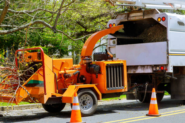 Professional Tree Removal in Hunters Creek, FL